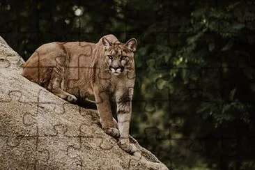 Cougar, Canada jigsaw puzzle