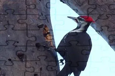 פאזל של Pileated woodpecker, Nova Scotia