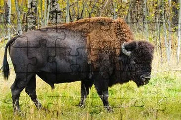 BISON, Canada jigsaw puzzle