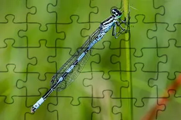 Coenagrion hastalatum