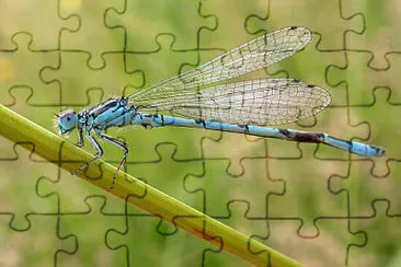 Coenagrion mercuriale jigsaw puzzle