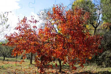 Foto jigsaw puzzle