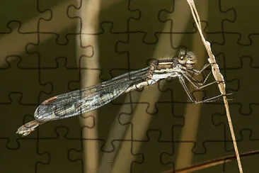 Austrolestes analis jigsaw puzzle