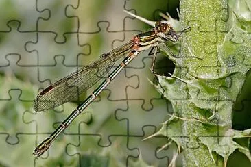 Austrolestes cingulatus jigsaw puzzle