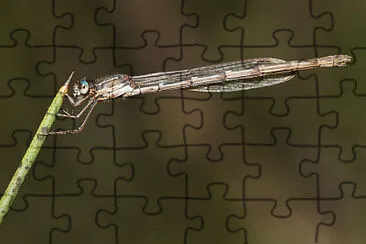 Austrolestes io jigsaw puzzle