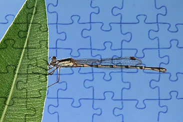 Austrolestes leda jigsaw puzzle