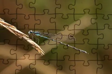 Austrolestes colensonis jigsaw puzzle