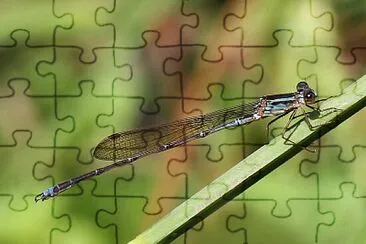 Indolestes gracilis jigsaw puzzle