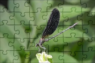 Calopteryx haemorrhoidalis jigsaw puzzle