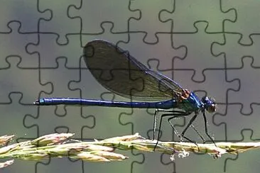 Calopteryx xanthostoma jigsaw puzzle