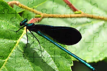 Calopteryx maculata jigsaw puzzle