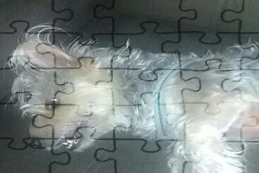 Animais de estimacao jigsaw puzzle