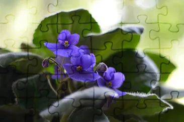 OK jigsaw puzzle