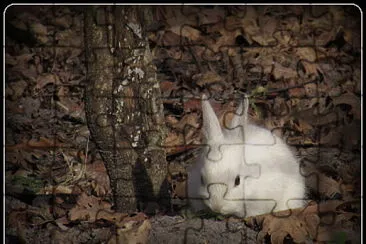 פאזל של petit lapin