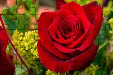 Rosa roja jigsaw puzzle