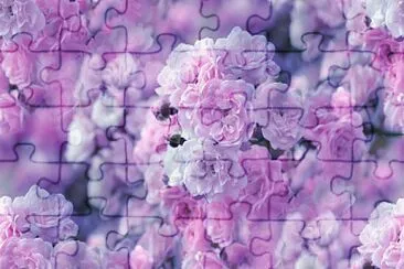 Flores rosas jigsaw puzzle