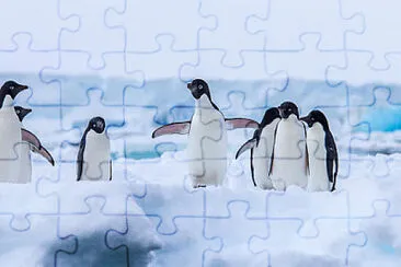 פאזל של Penguins