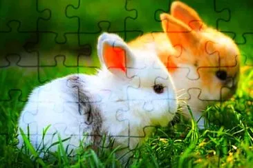 tierno jigsaw puzzle