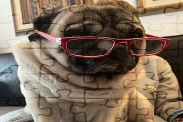 פאזל של rhum the pug