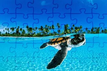 Baby Tortuga jigsaw puzzle