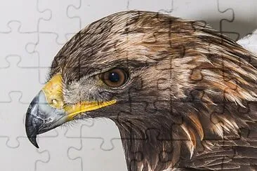 Nova Scotia centre caring for rare golden eagle jigsaw puzzle