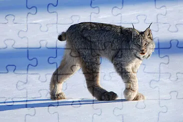 פאזל של The Canadian Lynx