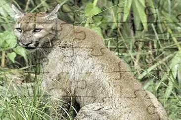 Cougar, Canadian