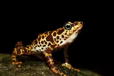 Atelopus certus