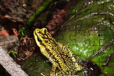 Atelopus cruciger