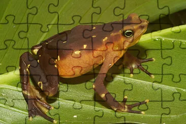 פאזל של Atelopus glyphus