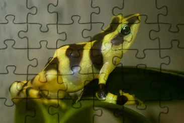 Atelopus varius jigsaw puzzle