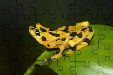 Atelopus zeteki jigsaw puzzle