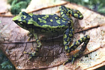 פאזל של Atelopus planispina