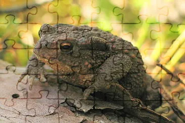 Bufo jigsaw puzzle