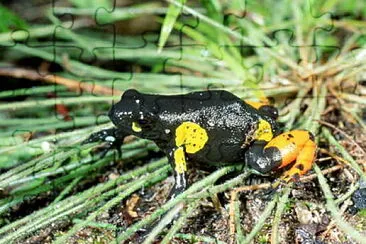 פאזל של Mantella arlecchino