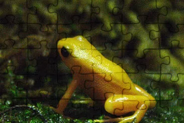 Mantella dorata jigsaw puzzle