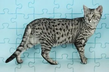 פאזל של Egyptian mau