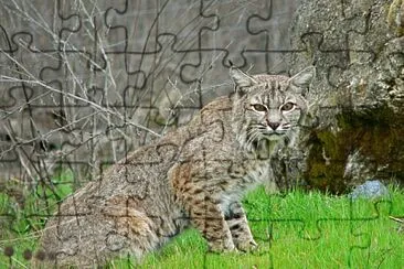 bobcat jigsaw puzzle