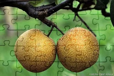 פאזל של FRUIT