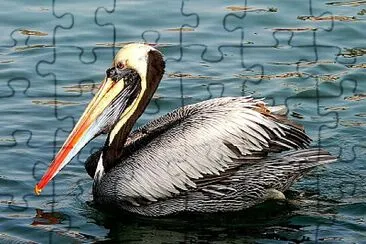 Pellicano peruviano jigsaw puzzle