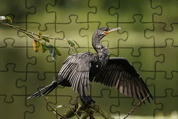 Cormorano neotropicale jigsaw puzzle