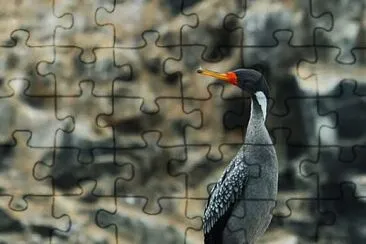 Cormorano zampe rosse jigsaw puzzle