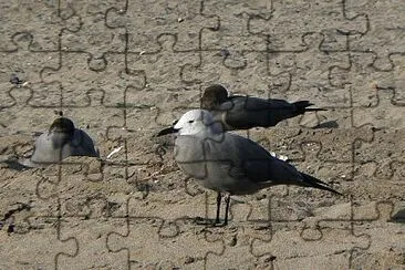 פאזל של Gabbiano modesto