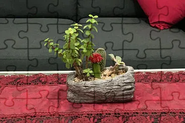 Succulents in a small pot jigsaw puzzle