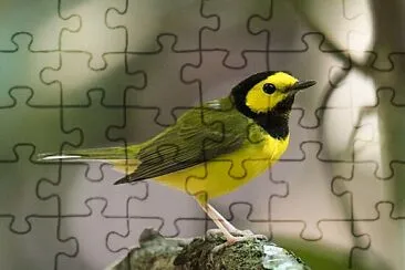 Parula monaca jigsaw puzzle