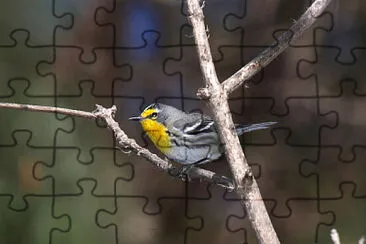 Parula di grace jigsaw puzzle