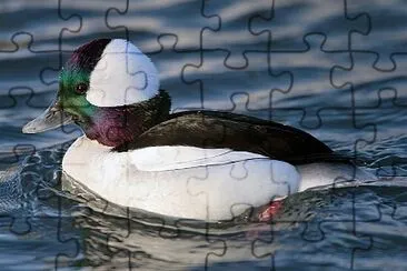 Anatra quattrocchi minore jigsaw puzzle