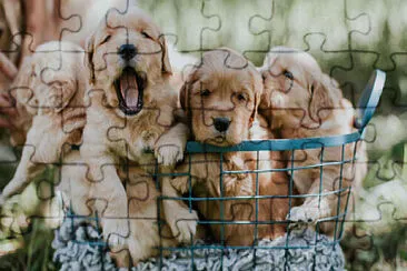 puppies