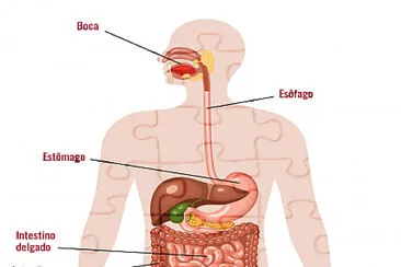 פאזל של Sistema digestÃ³rio