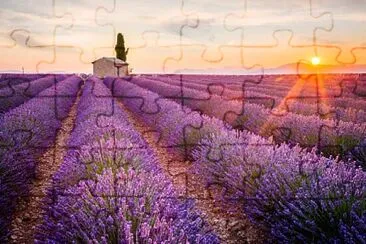 lavanda